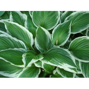 Funkia (Hosta plantaginea) ´SUGAR DADDY´ kont. C1L